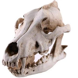 Esculturas taxidermia crânio animal ossos para artesanato lobo crânio decoração para casa espécime colecionáveis estudo presentes especiais