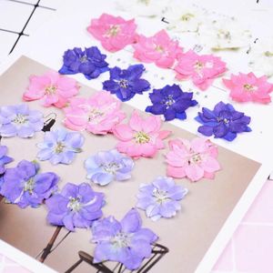Decorative Flowers 60pcs Pressed Dried Natural Consolida Ajacis Plants Herbarium For Jewelry Phone Case Po Frame Postcard Bookmark DIY