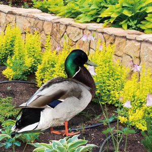 Garden Decorations Duck Decoration Yard Ornament Lawn Acrylic Stake Yards Sign Decorative Outdoor Adornment Insert Emblems