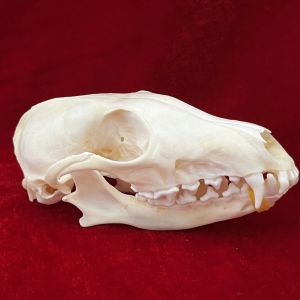 Sculptures Real Taxidermy Fox Skull, Animal Bones Real for Craft, Skull Decoration for Home, Specimen Collectibles Study, Special Gifts