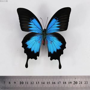 Skulpturen Papilio Ulysses Schmetterling und Insektenexemplar Dekoration Fotorahmen Haushalt Handwerk Dekoration Souvenir Geschenk Bilderrahmen