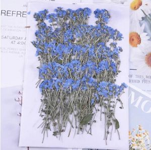 Dekorative Blumen 120 Stück gepresste Vergissmeinnicht Myosotis mit Stiel Herbarium für Make-up Schmuck Postkarte Einladungskarte Handyhülle DIY 60