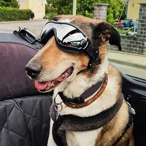 Hundebekleidung, Haustier-Sonnenbrille, verhindert UV-Fahrbrille, Katzen, modische wasserdichte Schutzbrille, PO-Requisitenzubehör