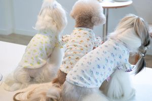 Vestuário para cães Colete bonito com manga voadora Bottoming Roupas para animais de estimação Gato Teddy Bear Homewear Outono Inverno