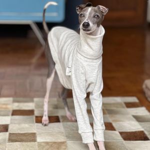 Hundkläder Whippet Turtleneck mjukbipad kläder italiensk Greyhound Cotton Grey Pet