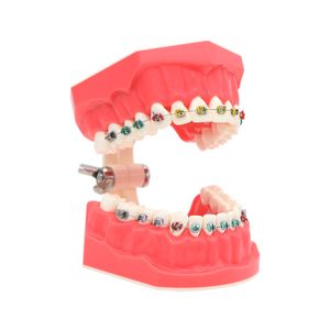 Dental 1: 1.2 Zähnemodell Zahnmedizin Lehren