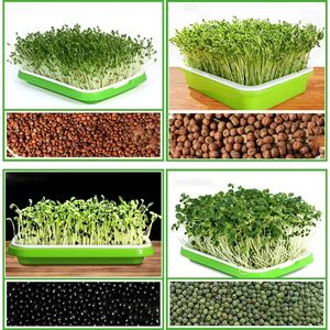 2024 Seed Sprouter Tray BPA Free PP Soil-Free Large Capacity Healthy Wheatgrass Grower with Cover Seedling Sprout Plate Hydroponic