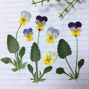 Decorative Flowers 120pcs Dried Pressed Pansy Corydalis Suaveolens Hance Flower Leaves Plants Herbarium For Jewelry Postcard Making