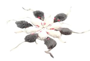 Cat Toys 12Pcs False Mouse Pet LongHaired Tail Mice Sound Rattling Soft Real Fur Squeaky Toy9386313