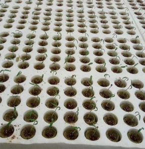 Plantadores POTS 20pcs Cilindro de rocha de rocha Hidropônico Mídia de cultivo Soilless Compressa Base para Garden Greenhouse3468643