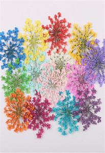 24pcs30pcsSet Pressed Dried Majus Flower Dry Plants for Epoxy Resin Pendant Necklace Jewelry Making Craft DIY Accessories8372618