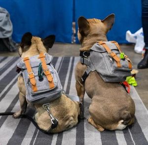 Match di zaino per cani classico giubbotto in stile britannico in stile esterno regolabile saccheggio veicolo per veicoli per auto -cucciolo di sedili per auto a piedi 7625065