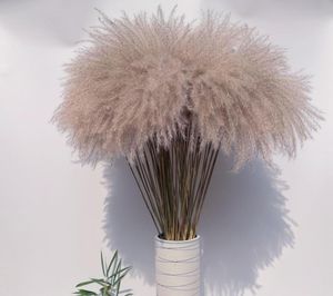 Natural Pampas gräs vass torkade blommor höstdekorationer för hem riktiga blommor bröllop hem dekor6405185