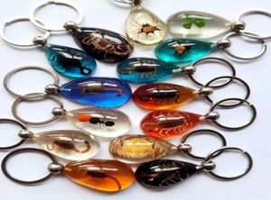 15 pcs real scorpion spider crab ant four leaf clover drop shaped amber resin keychain taxidermy oddity insect encased2814154