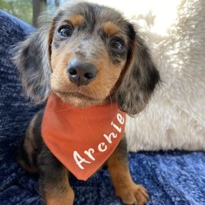 Abbigliamento per cani personalizzato Bandana Fall Terra Cotta Burnt Orange Boho Nome regalo Custom Pet Scarf Rust Rust Terracotta Toni di terra