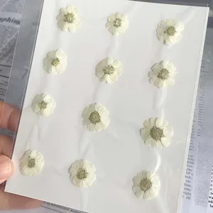 Decorative Flowers 1-2CM/24PC Real Natural Mini Pressed Dried Daisy Flower Head Dry Press In Beige DIY For Epoxy Resin Jewellery Phone Case