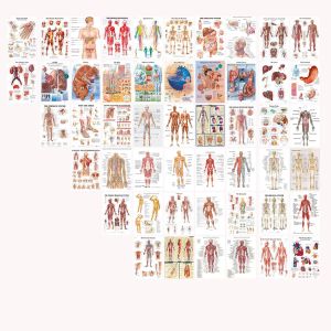 Klistermärken 50stala vykort Human Anatomy System Photo Collage Kit Anatomical Chart Pictures Human Body Medical for Education Office Decor