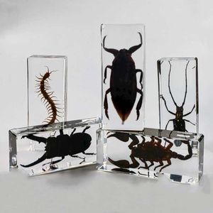 Dekorativa objekt Figurer Stora bug insektsprov i hartens tarantula epoxi hartsbug Centipede Beetles Scorpion Prov Big Insect Desktop Decoration T2405