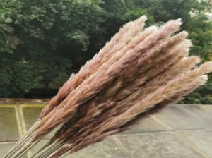 45pcs45cmnatural Kolor wysuszony mały masowo -trawa trzcina kwiatowe pampas phragmites przyjęcie weselne