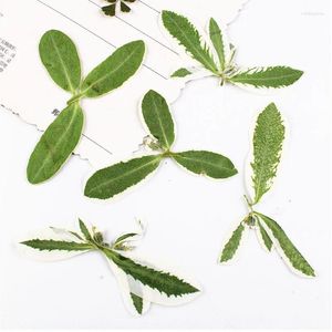 Decorative Flowers 2024 Silver Leaves Dried Pressed Flower True Plants For DIY Resin Bracelet 80 Pcs