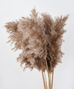 Pampas Grass Decor Pampa Tall Natural Grande soffice scagni marroni Fluffi per arrangiamenti floreali Fare