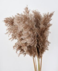 Pampas Grass Decor Pampa Tall Natural Grande soffice scagni marroni Fluffi per arrangiamenti floreali Fare casa Beige Tall Boho Decorati7193852