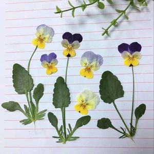 Decorative Flowers 120pcs Pressed Dried Viola Tricolor L Pansy Flower Leaf Plant Herbarium For Jewelry Postcard Bookmark Invatation Card DIY