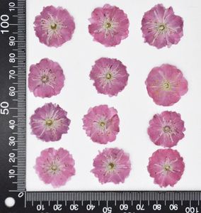 Dekorative Blumen 60pcs 25-35 mm gepresste getrocknete Blume Natural Cherry Blossoms Herbarium Epoxidharz Schmuck Make-up Gesicht Nagelkunst machen
