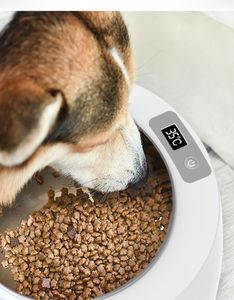 As tigelas de gato de aço inoxidável inclinado fornecem água potável em temperatura de subzenamento para esquilos de frango para cães pequenos tigela de gelo 4140296