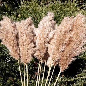 Fiori decorativi alti pampas soffici erba xl size decorazioni pompose secche marrone fiore boho bouquet naturale pompas