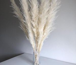 Super Pampas Grass Branco 7 Cabeça Algodão Caso Decoração Casa Divia Rabbits Tail Grass9660256