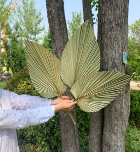 1 % сушеный цветок натуральный лист вентилятора PU для Diy Home Shop Display Материалы Сохраненные листья пальмы для свадебного декора 12726310