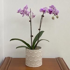 Vasos insmonos pequenos vasos de flores cerâmica carnífica nórdica simples de escritório personalidade criativa Orquídea Butterfly Orquídea Especial