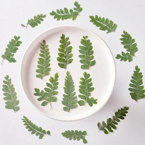 装飾的な花60pcsプレス乾燥したadiantum flabellulatum l葉の草本エポキシ樹脂ジュエリーを作るブックマークフェイスメイクアップネイルアート