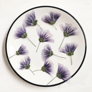 Dekoratif Çiçekler 60 PCS Preslenmiş Kurutulmuş Malva Sinensis Cavan Çiçek Herbaryum Epoksi Reçine Takı Yapmak Yer İşareti Yüz Makyaj Çivi Sanatı