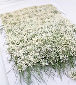 100pspressed Белые кружевные цветы со Stemnature Real Flower for Diy Приглашение на свадьбу искусство закладки закладки.