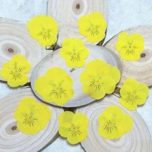 Dekoratif Çiçekler 120pcs Kurutulmuş Preslenmiş Sarı Pansy Corydalis Suaveolens Hance Çiçek Bitkileri Mücevher için Herbaryum Bookmark Telefon Kılıfı DIY