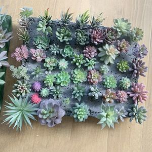 Fiori decorativi 12 pezzi di piante succulente artificiali a doppio gregge succulenti realistiche testurizzate cactus mini finto decorazione pianta falsa