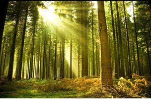 Papéis de parede luz solar através da floresta moderna televisão