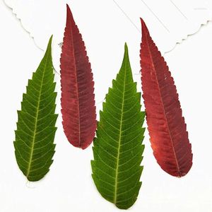装飾的な花60pcs乾燥したプレス緑/赤い胸葉の葉の葉の植物植物植物宝石宝石POフレームブックマーク電話ケースdiy