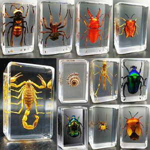 Novos espécimes de insetos reais resina transparente aranha Armadura Autumn Turtle Golden Scorpion Butterfly Science Popularização