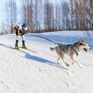 Köpek yaka köpekler Eğitim kızak kablo demeti yansıtıcı su geçirmez yelek ayarlanabilir kızak evcil hayvan ağırlık çekme kablo demetleri