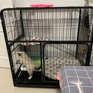 Cat Carriers Petime Pet Cages Large Free Space With Sunroof Bold Square Tube Black Dog