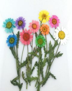 100pcsプレス乾燥したヒマワリの花植物草本材料材料ジュエリーペンダントブレスレットリングイヤリング作成アクセサリー6978894