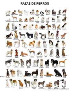 Poster de animal O pôster de cachorro decoração de papel de parede de papel de arte impressão Popaper 16 24 36 47 polegadas3480550