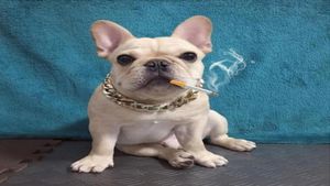 Dog Collars Leashes Gold Chain Collar For Tone Cut Curb Cuban Pet Link Customize Whole Jewelry Pets Gift Necklace Neck Golde4381411905797