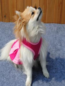 Moda de vestuário para cães Belo padrão de cachorrinho para cães para cães para cães pequenos9290364
