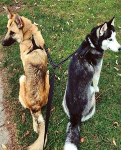 Coleira de cachorro duplo para cães pequenos médios grandes sem coleira para cães para dois cães de segurança refletiva cães de cães treinar coleira durável 2107126508812