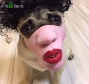 Pet Dog Funny Red Lips Masks Pet Toys Face Mouth Mask Halloween Party Latex Mask Antibite Antipicking Anticalled Supplies1185705