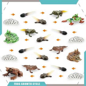 ノベルティゲームシミュレーションカエル動物成長サイクルモデルのライフサイクルザリガニアクションフィギュアコレクション科学教育おもちゃの子供の贈り物Y240521